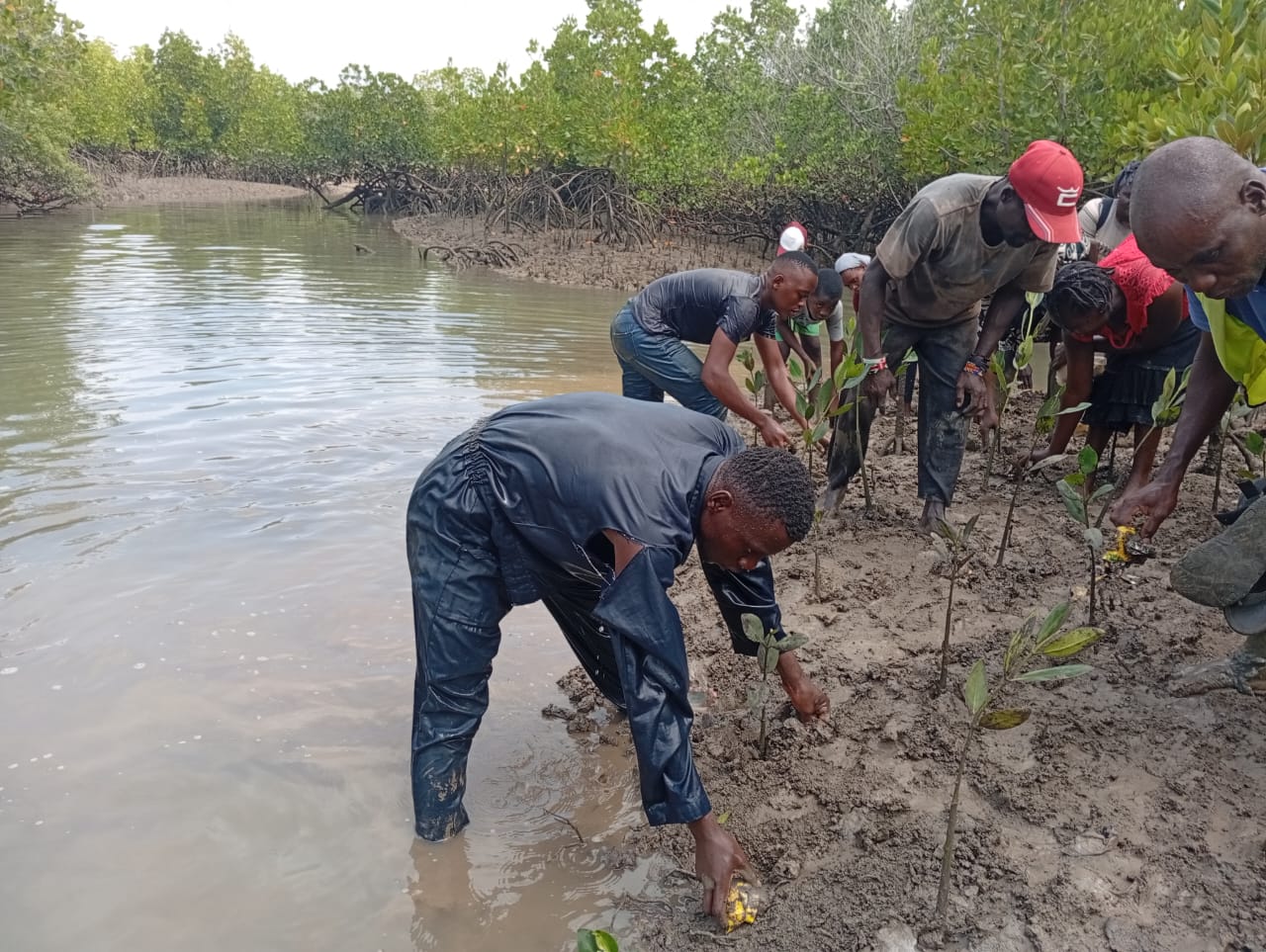 Mangrove Planting